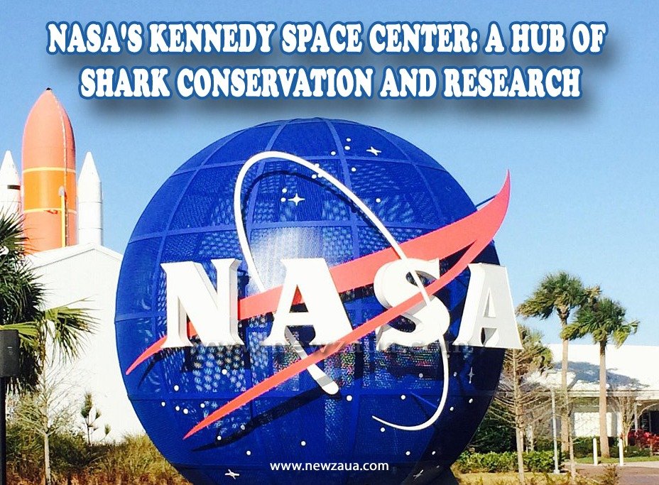 NASA's Kennedy Space Center: A Hub of Shark Conservation and Research