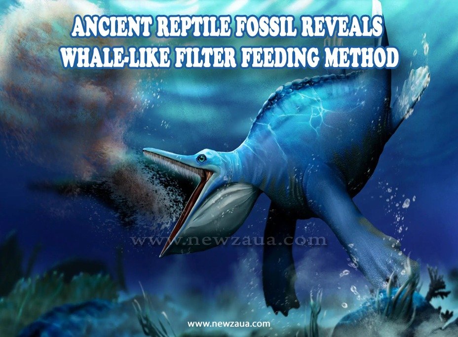 Ancient Reptile Fossil Reveals Whale-like Filter Feeding Method