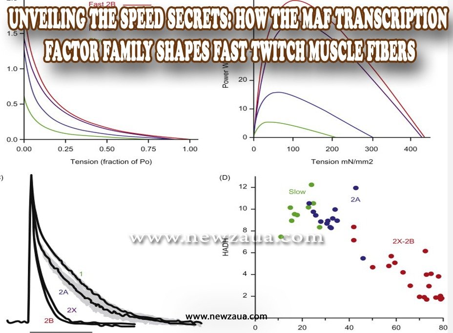 Unveiling the Speed Secrets: How the Maf Transcription Factor Family Shapes Fast Twitch Muscle Fibers
